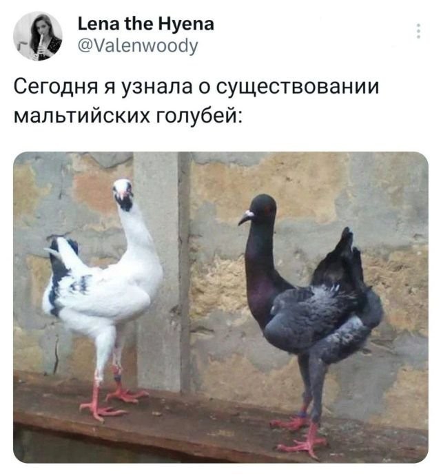 Весёлый полтишок 16.07.23