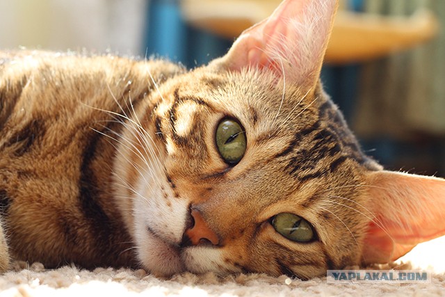 О бенгальских котах на наглядном примере