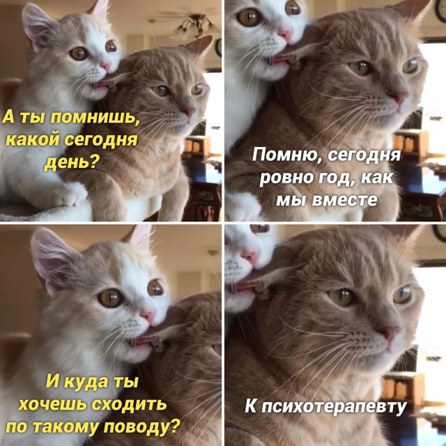 К котовторнику: подборка картинок-баянов с котиками и про котиков. Выпуск 6