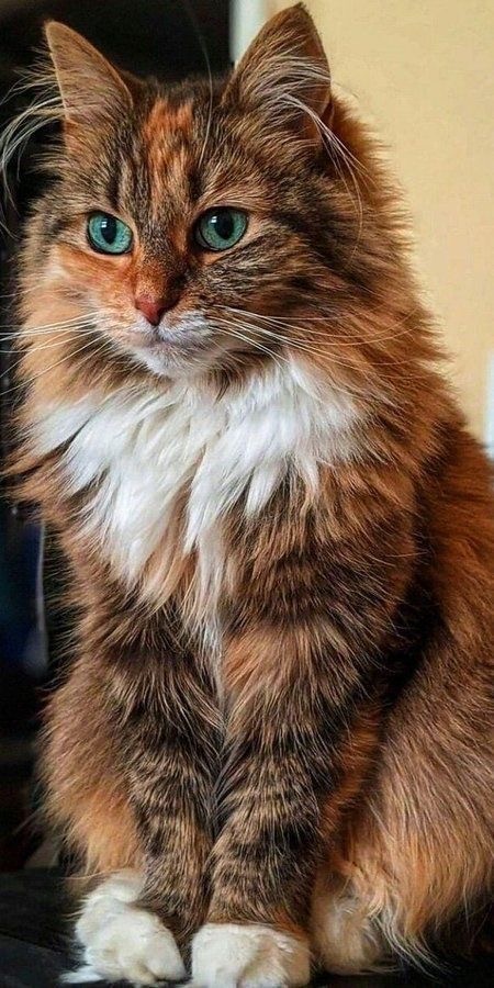 Осенний кот