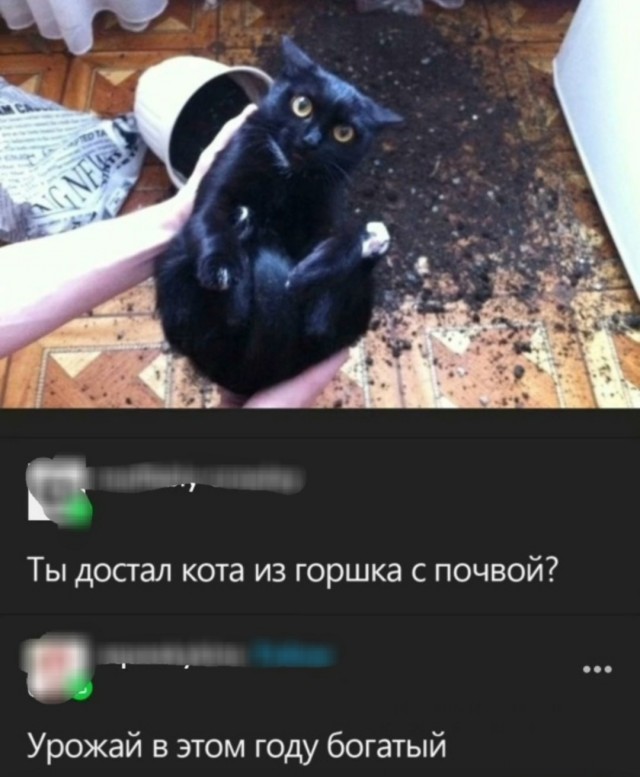 Подборка картинок-баянов с котиками и про котиков. Выпуск 21