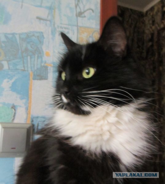 Котовторник 9.07.2013