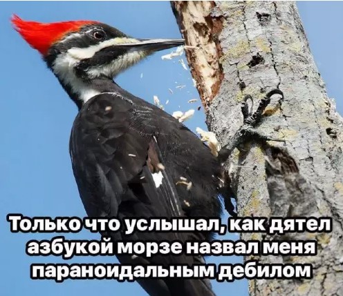 Картиночки, баянчики 22 марта