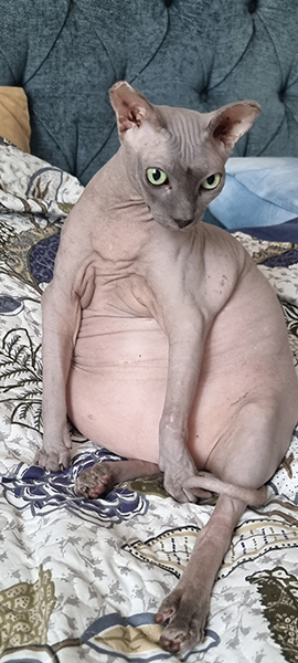 Ориентальный кот