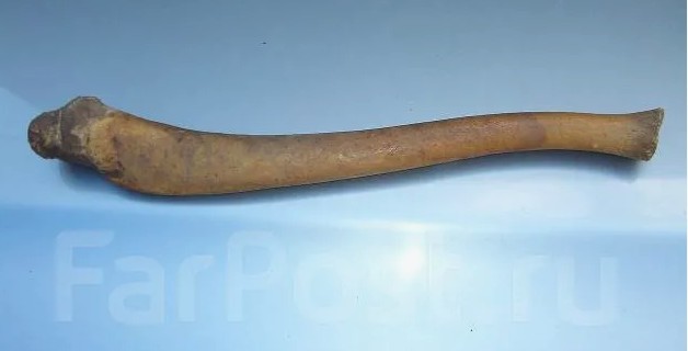 Мужик сломал член во время секса с проституткой в бане в Башкирии