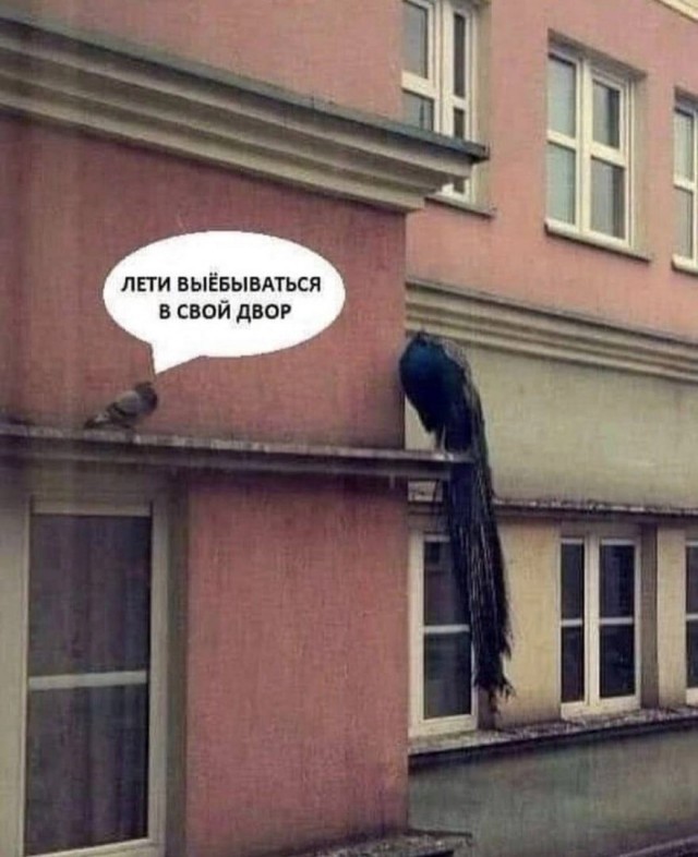 Картинки для деградации 278 (разной степени свежести)
