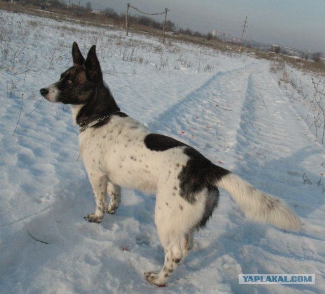 Собакочетверг на 02.01.2014