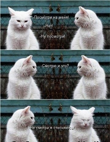 Котовторник 25.02.2014
