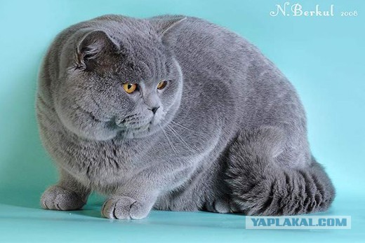 Пришел сегодня кот