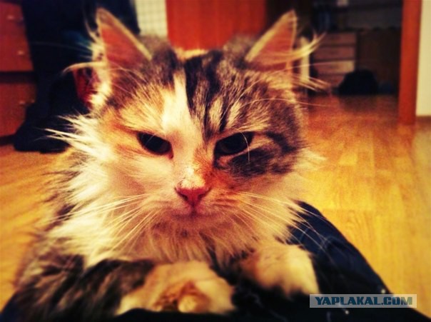 Котики правят миром