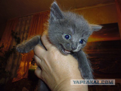Котовторник 10.06.2014