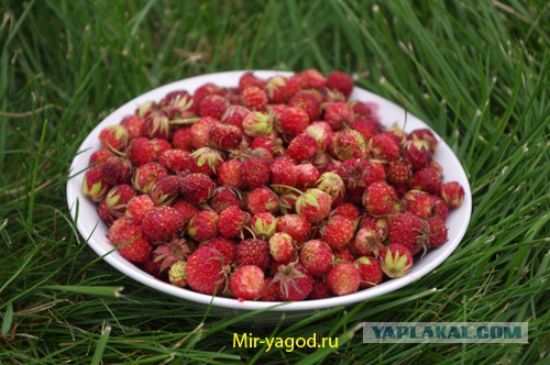 Чем мы бесим Америку и страдальцев по фуагра,