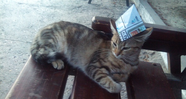 Котовторник 26.08.14.