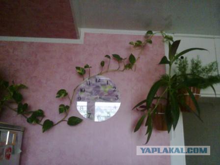 Всем зеленки!