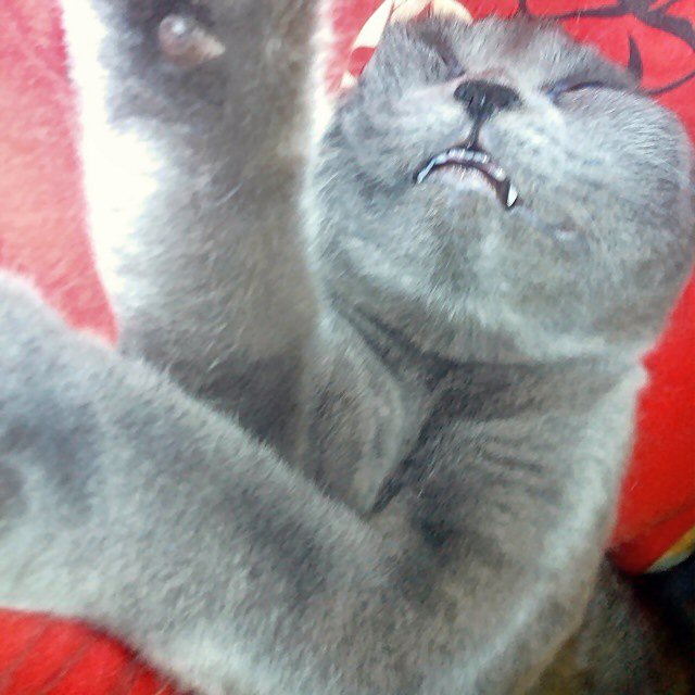 Котовторник 25.11.2014