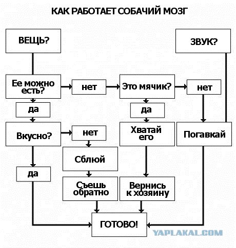 Как работает собачий мозг