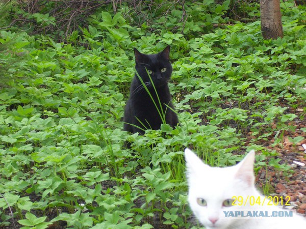 Котовторник