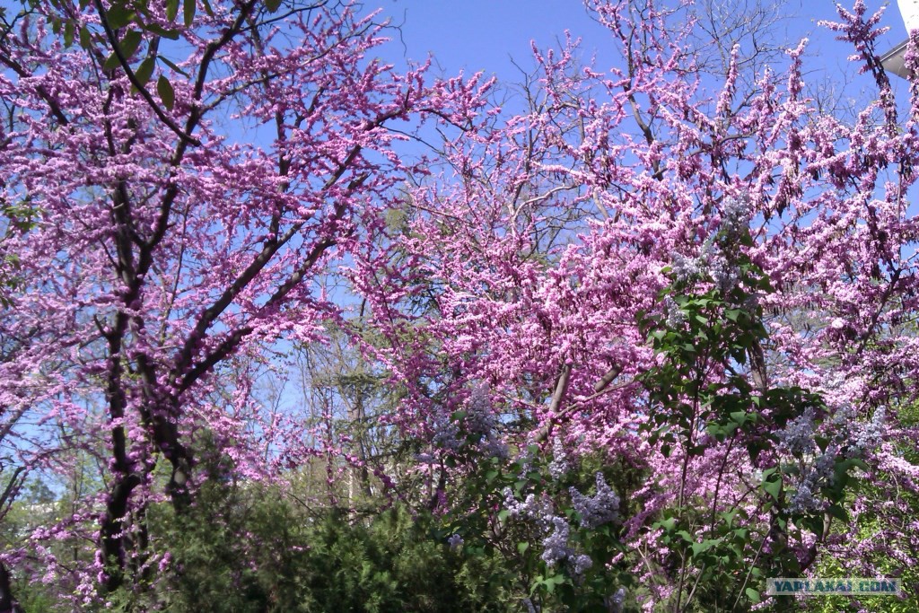 Что цветет розовым в крыму. Акация в Евпатории. Цветение деревьев Краснодарский край. Абрикосовое дерево цветение Сочи.