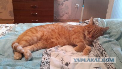 Котовторник