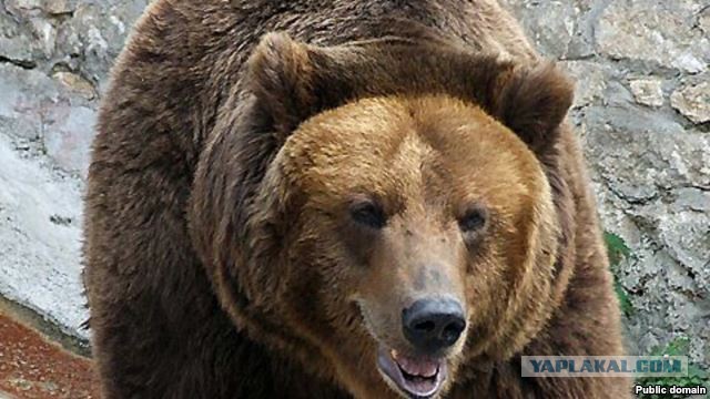 CNN: Россия нанесла первый авиаудар в Сирии