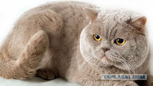 Привет кошатникам!
