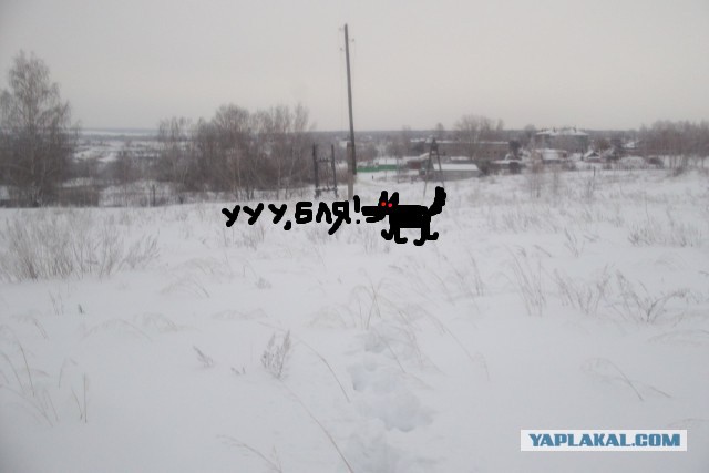 Исчезающая собака