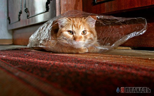Коты, кошки, котята