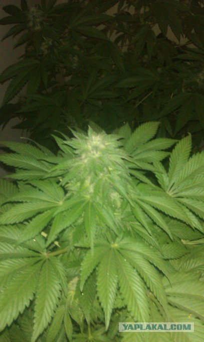 Как растет еда в естественной среде