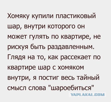 Не берите шиншилл