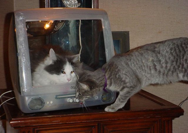 Народный котомет на фторинег