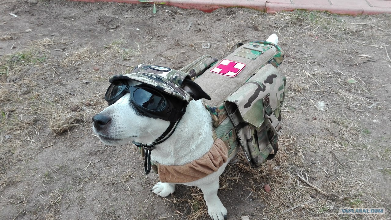 Собака парашютист