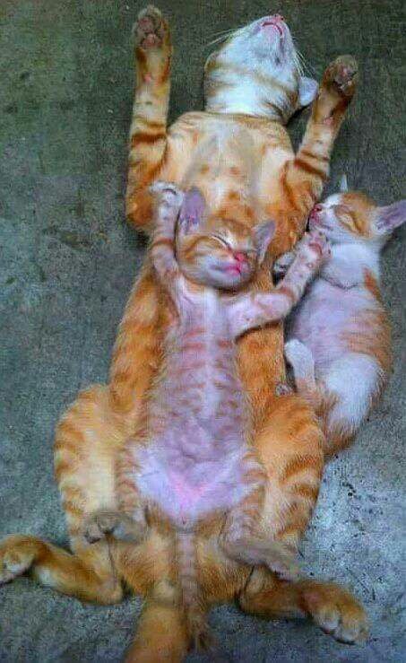 Коты из сети