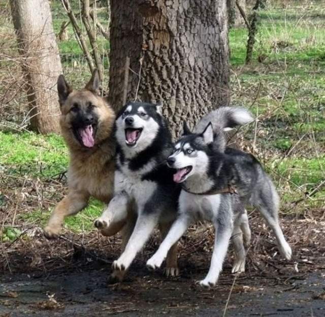 Животные, которые всегда придут на помощь