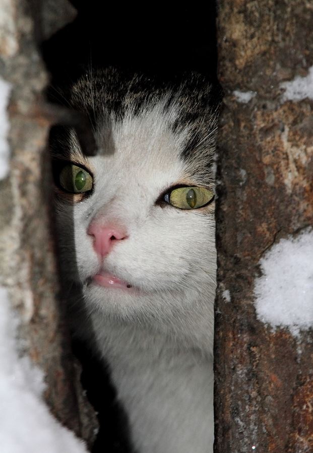 Коты и Кошки
