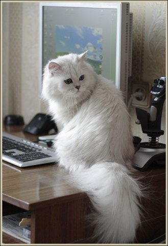 Коты и Кошки