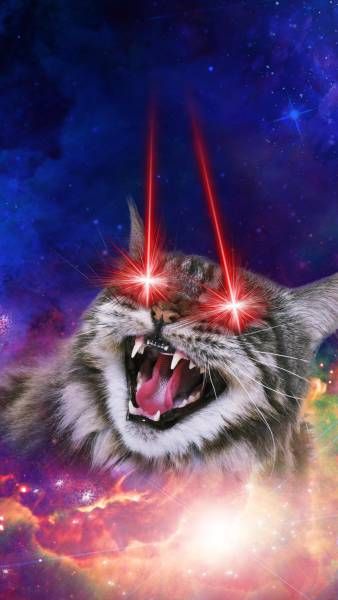 Коты и Кошки