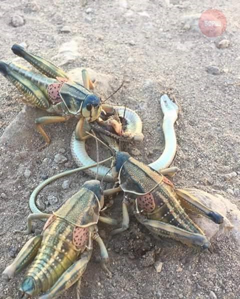 Живность из сети