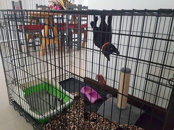 Коты и Кошки