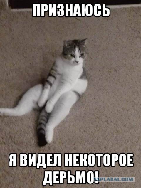 Бааарсик... хороший кот..