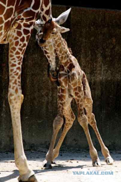 Новорожденный жирафик