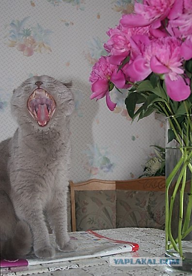 Котовторник (13.01)