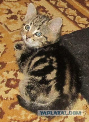 Котовторник, для любителей кошек