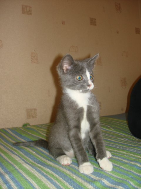 Первый котовторник октября