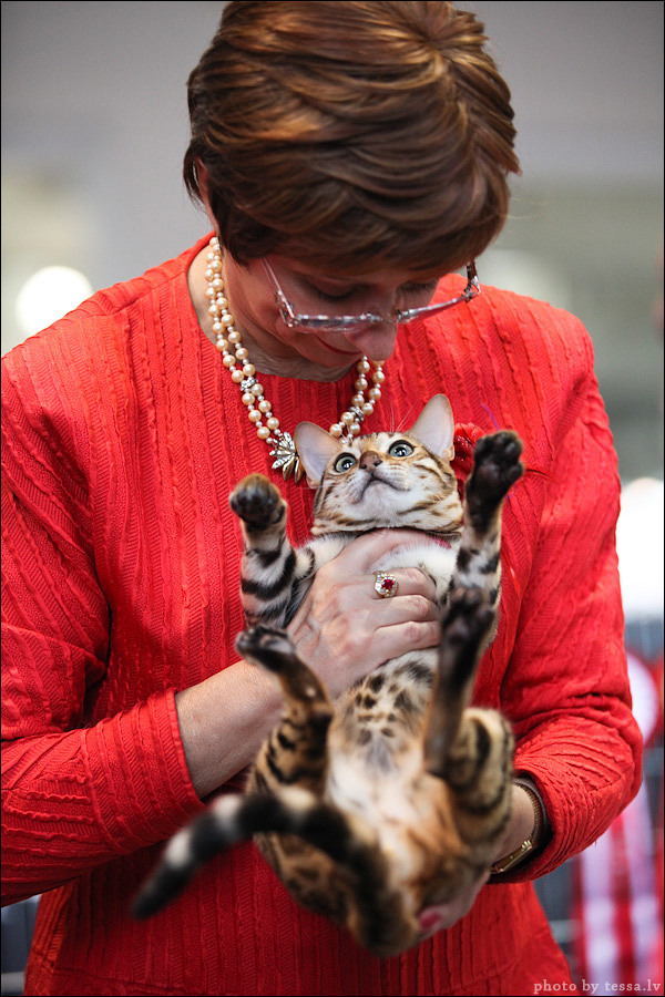 Котовторник! 08.11.11