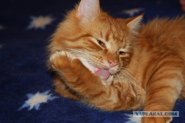 Котовторник 22.11.11