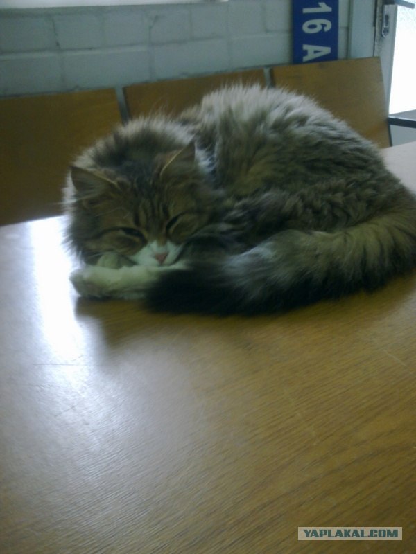 Котовторник (14.02.2012)