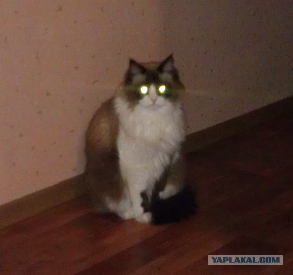 Котовторник  21.08.12