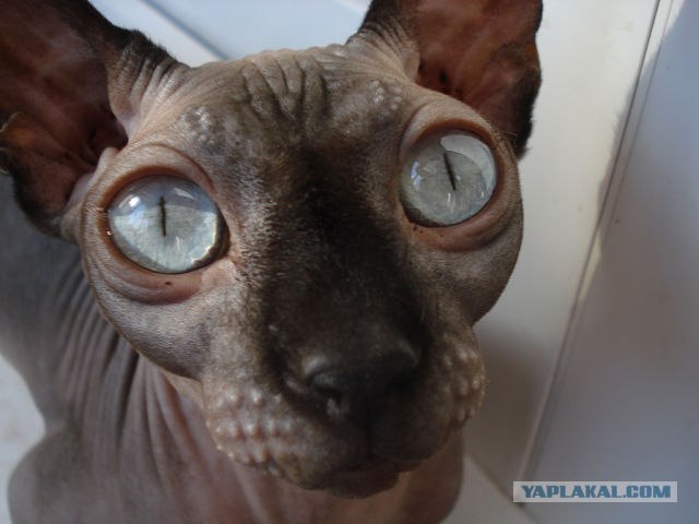 Котовторник 12.02.13