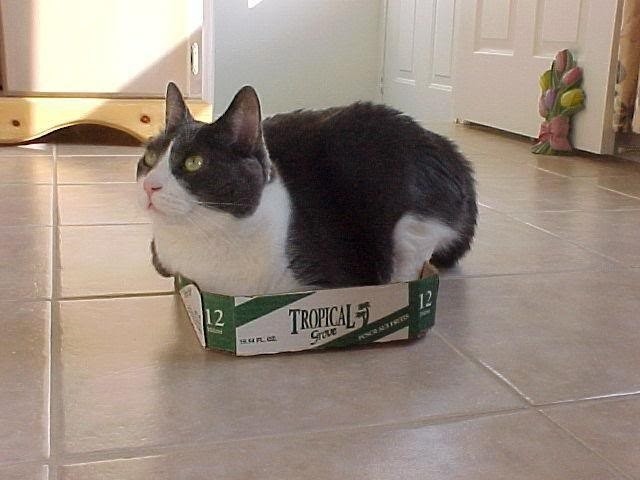 Прикольных котов пост