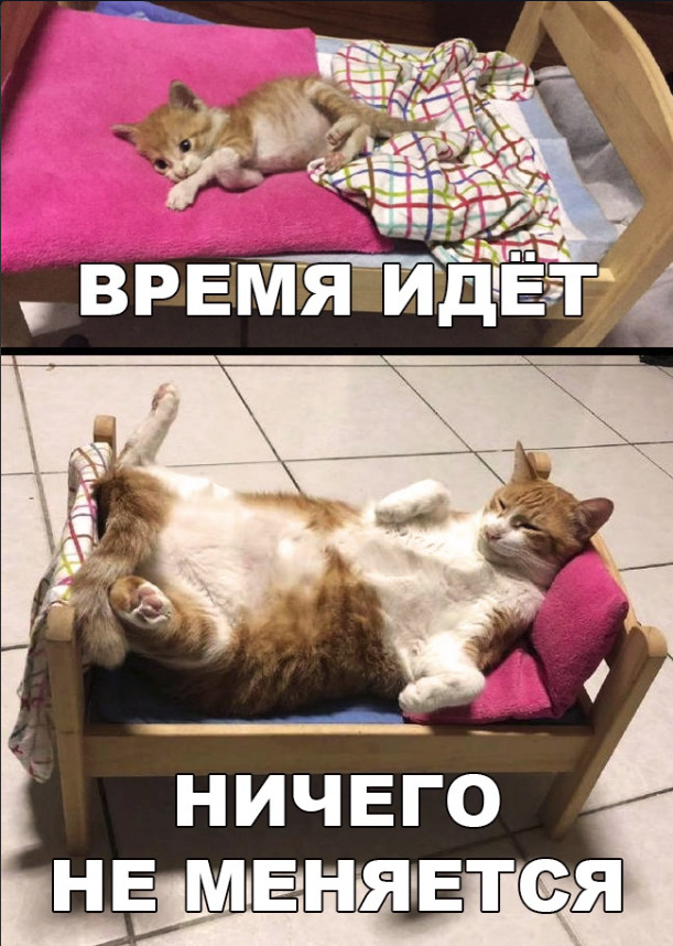 Забавные фото котеек